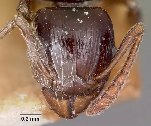 Tetramorium marginatum - CASENT0101288