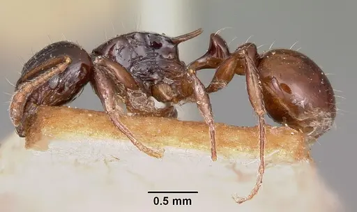 Tetramorium marginatum - CASENT0101288