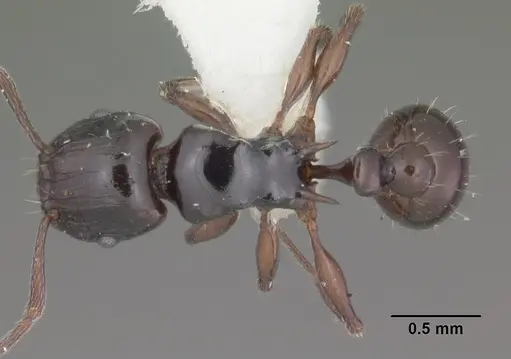 Tetramorium marginatum - CASENT0102398