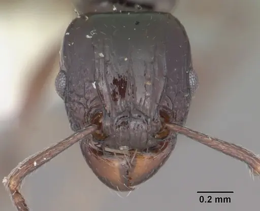 Tetramorium marginatum - CASENT0102398