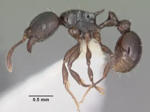 Tetramorium marginatum - CASENT0102398