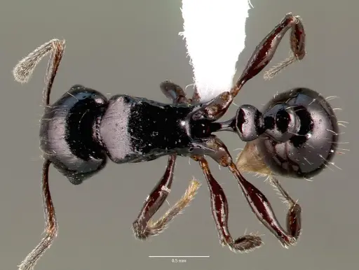 Tetramorium marginatum - CASENT0414946