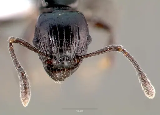 Tetramorium marginatum - CASENT0414946