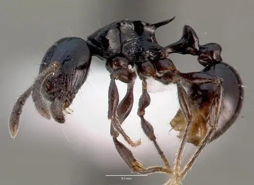 Tetramorium marginatum - CASENT0414946