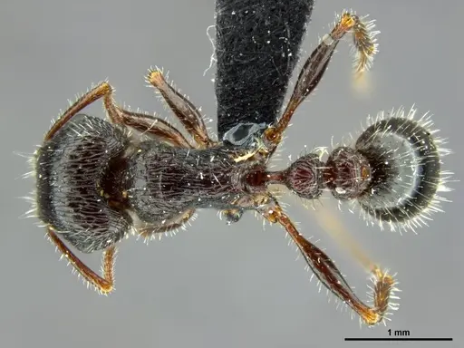 Tetramorium margueriteae specimen