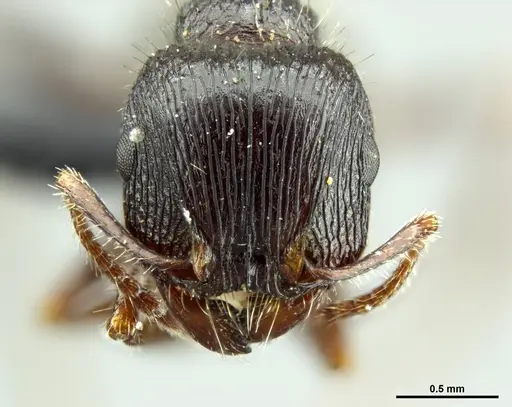 Tetramorium margueriteae specimen