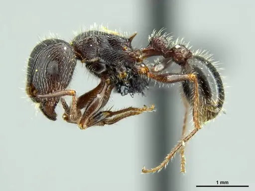 Tetramorium margueriteae specimen