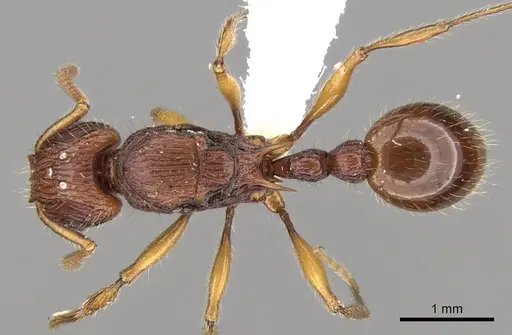 Tetramorium marojejy specimen