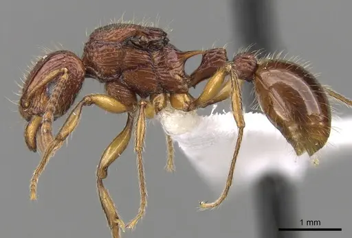 Tetramorium marojejy specimen