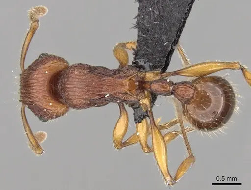 Tetramorium marojejy - CASENT0247334