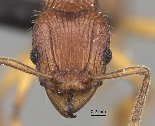 Tetramorium marojejy - CASENT0247334