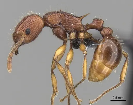 Tetramorium marojejy - CASENT0247334