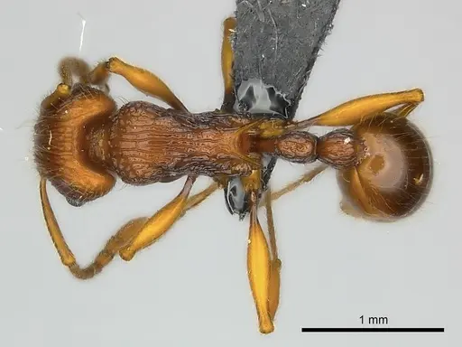 Tetramorium marojejy - CASENT0499784
