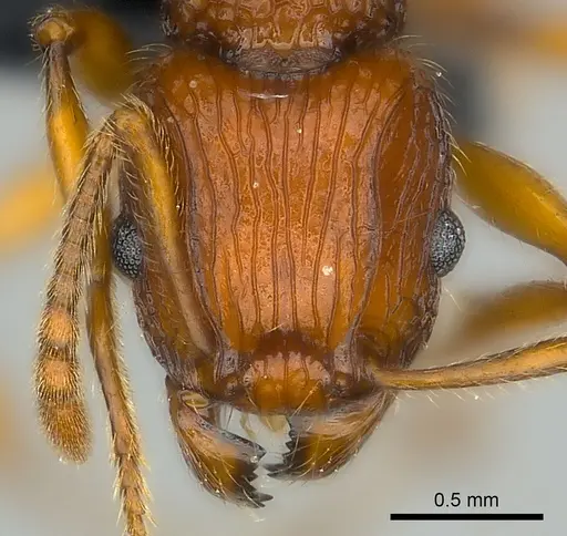 Tetramorium marojejy - CASENT0499784