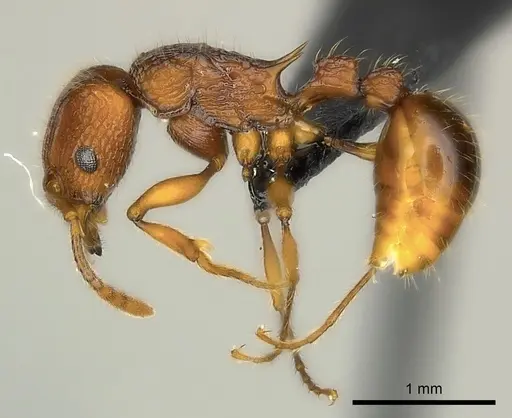 Tetramorium marojejy - CASENT0499784
