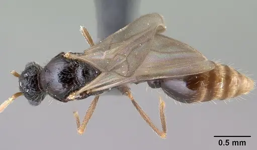 Tetramorium mars specimen