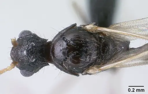 Tetramorium mars specimen