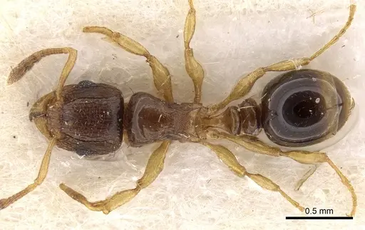 Tetramorium matopoense specimen