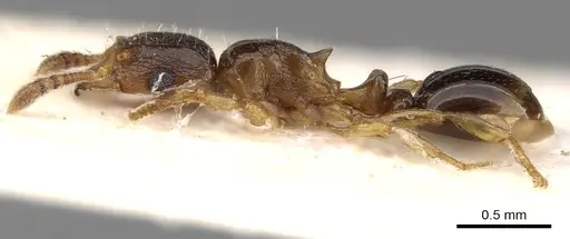 Tetramorium matopoense specimen