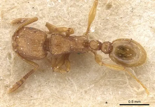 Tetramorium matopoense - CASENT0915027