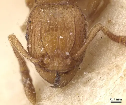 Tetramorium matopoense - CASENT0915027