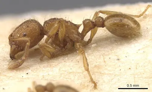 Tetramorium matopoense - CASENT0915027