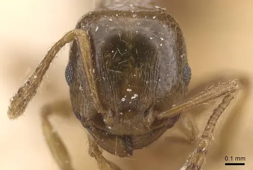Tetramorium maurum specimen