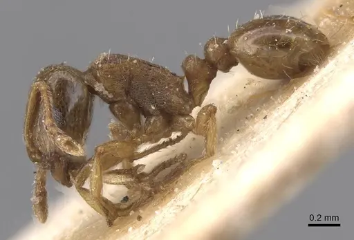 Tetramorium maurum specimen