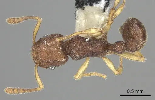 Tetramorium mayri specimen