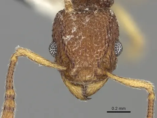 Tetramorium mayri specimen
