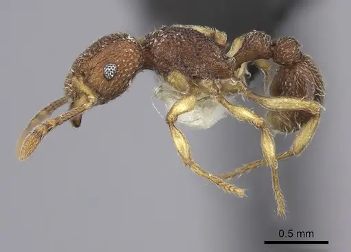 Tetramorium mayri specimen