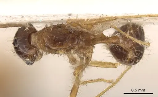 Tetramorium mayri - CASENT0901034
