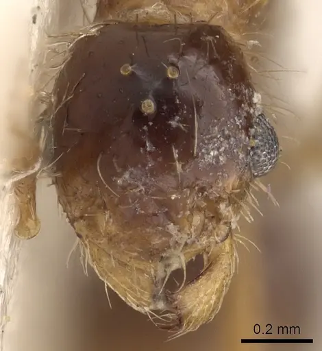 Tetramorium mayri - CASENT0901034