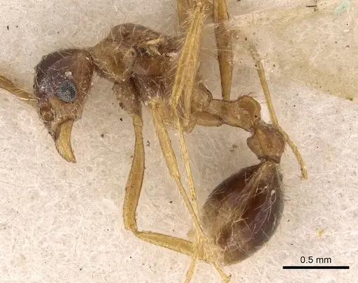 Tetramorium mayri - CASENT0901034