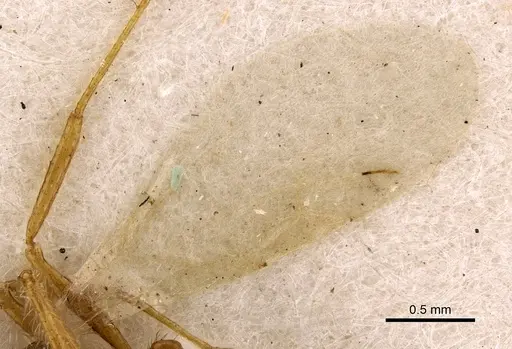 Tetramorium mayri - CASENT0901034