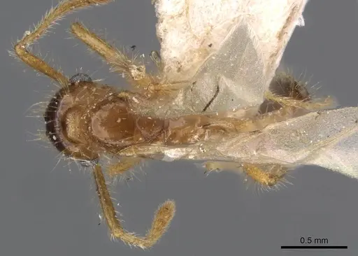 Tetramorium mayri - CASENT0909199