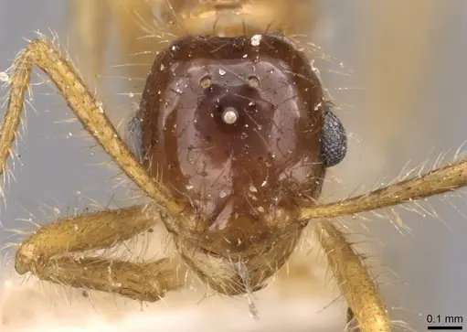 Tetramorium mayri - CASENT0909199