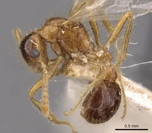 Tetramorium mayri - CASENT0909199