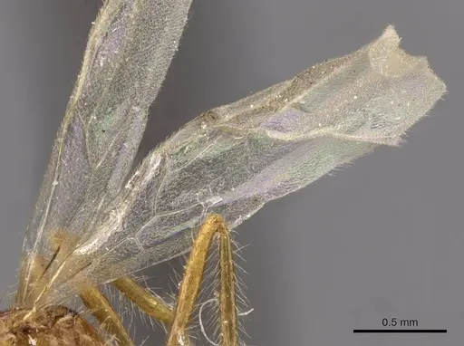 Tetramorium mayri - CASENT0909199