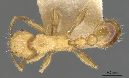 Tetramorium melanogyna - CASENT0901079