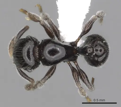 Tetramorium menkaura specimen