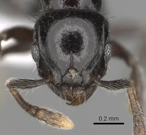 Tetramorium menkaura specimen