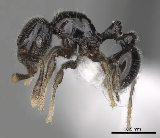 Tetramorium menkaura specimen