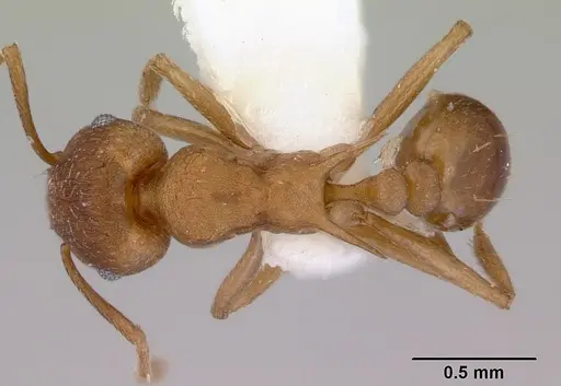 Tetramorium meressei specimen