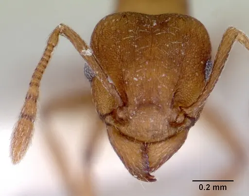 Tetramorium meressei specimen