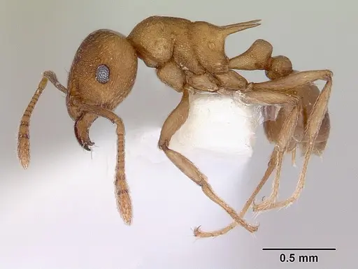 Tetramorium meressei specimen