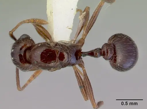 Tetramorium meressei - CASENT0172461