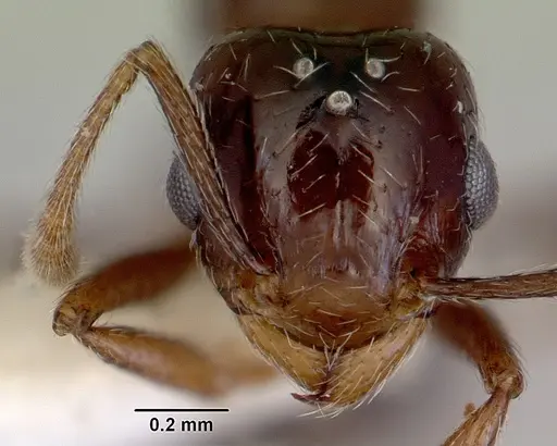 Tetramorium meressei - CASENT0172461