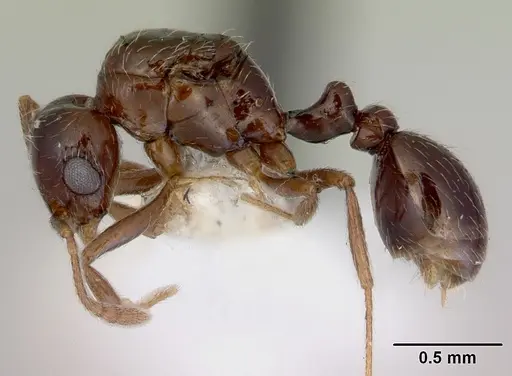 Tetramorium meressei - CASENT0172461