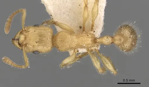 Tetramorium meressei - CASENT0280922